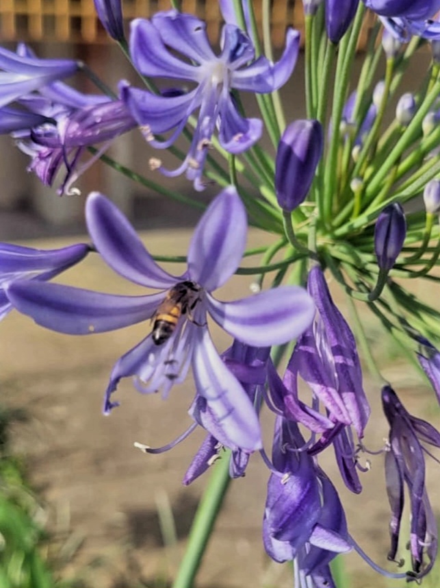 Aula Prática sobre Polinização e Ciência Cidadã na Universidade Federal do ABC