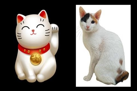 Human Hand - Maneki Neko