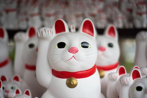 Projeto HERO CAT Help: Educação, Sustentabilidade e Inovação em Desenvolvimento