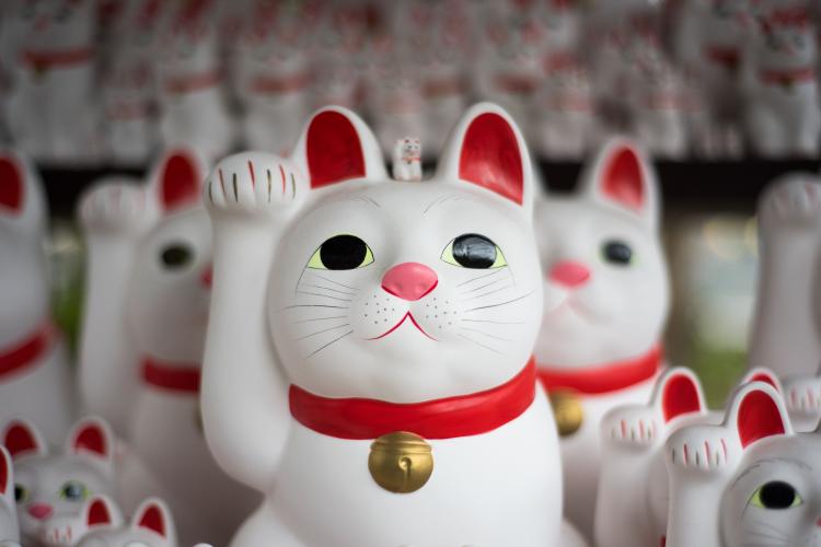 Projeto HERO CAT Help: Educação, Sustentabilidade e Inovação em Desenvolvimento